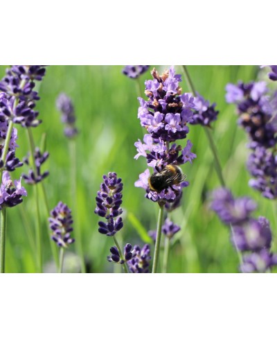 Lawenda 'Blue Scent' – Eksplozja Zapachu i Szafiru | Lavender-Byliny