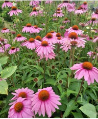 Jeżówka purpurowa (Echinacea purpurea)