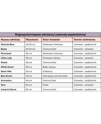 Lawenda 'La Diva Spirit' – Intensywny Fiolet i Perfekcyjny Kształt | Lavender-Byliny