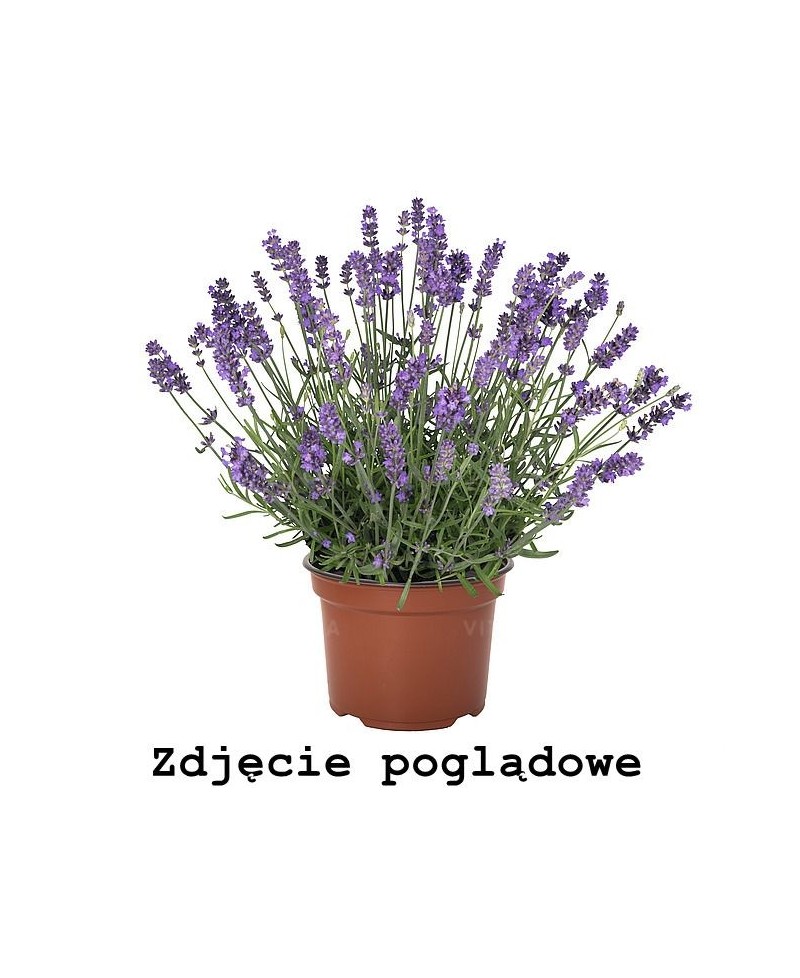 Lawenda wąskolistna 'La Diva Spirit Purple Blue' (Lavandula angustifolia)