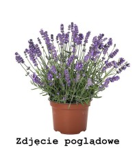 Lawenda wąskolistna 'La Diva Spirit Purple Blue' (Lavandula angustifolia)