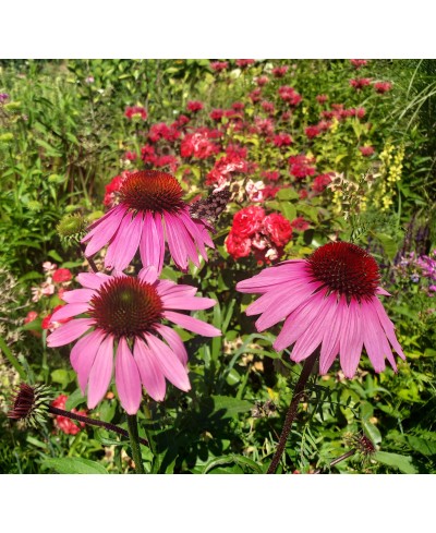 Jeżówka pJeżówka purpurowa (Echinacea purpurea)urpurowa Echinacea purpurea