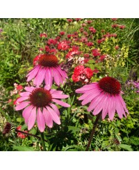 Jeżówka pJeżówka purpurowa (Echinacea purpurea)urpurowa Echinacea purpurea