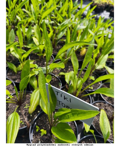 Jeżówka 'Prima Saffron' – Szafranowy Blask w Twoim Ogrodzie | Lavender-Byliny