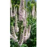 Przetacznik długolistny 'First Choice' Veronica longifolia