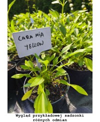 Jeżówka 'Pearl Red' – Perłowa Czerwień w Kompaktowym Wydaniu | Lavender-Byliny