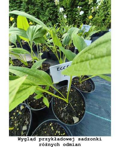 Jeżówka 'Pearl Light Pink' – Pastelowa Perła w Twoim Ogrodzie | Lavender-Byliny