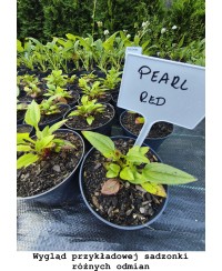 Jeżówka 'Pearl Sunny' – Słoneczny Blask w Twoim Ogrodzie | Lavender-Byliny