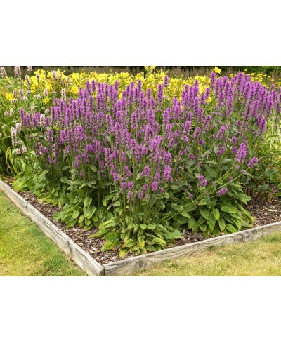 Czyściec gęstokwiatowy 'Hummelo' (Stachys monieri)