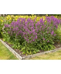 Czyściec gęstokwiatowy 'Hummelo' (Stachys monieri)