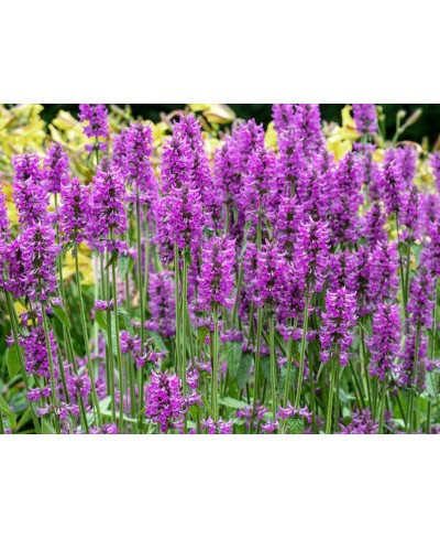 Czyściec gęstokwiatowy 'Hummelo' (Stachys monieri)