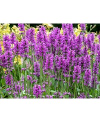 Czyściec gęstokwiatowy 'Hummelo' (Stachys monieri)