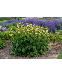 Żeleźniak Russela (Phlomis russeliana)