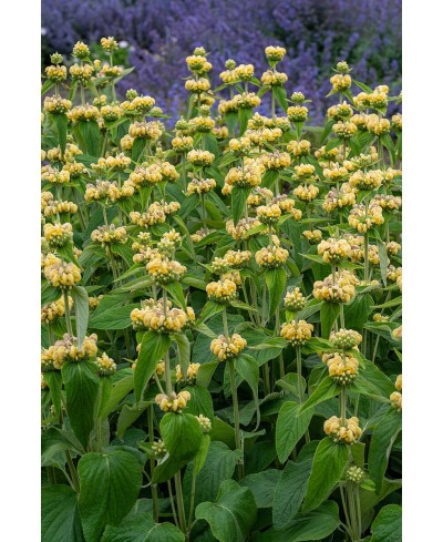 Żeleźniak Russela (Phlomis russeliana)