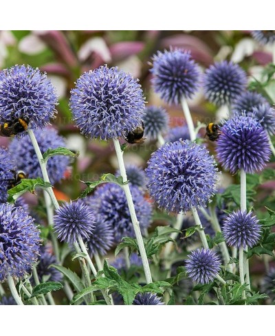 Przegorzan 'Ritro' (Echinops ritro)