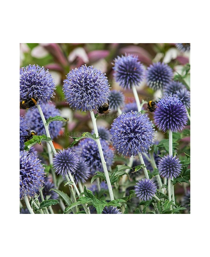 Przegorzan 'Ritro' (Echinops ritro)