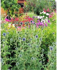 Przegorzan 'Ritro' – Stalowoniebieskie Kule w Ogrodzie | Lavender-Byliny
