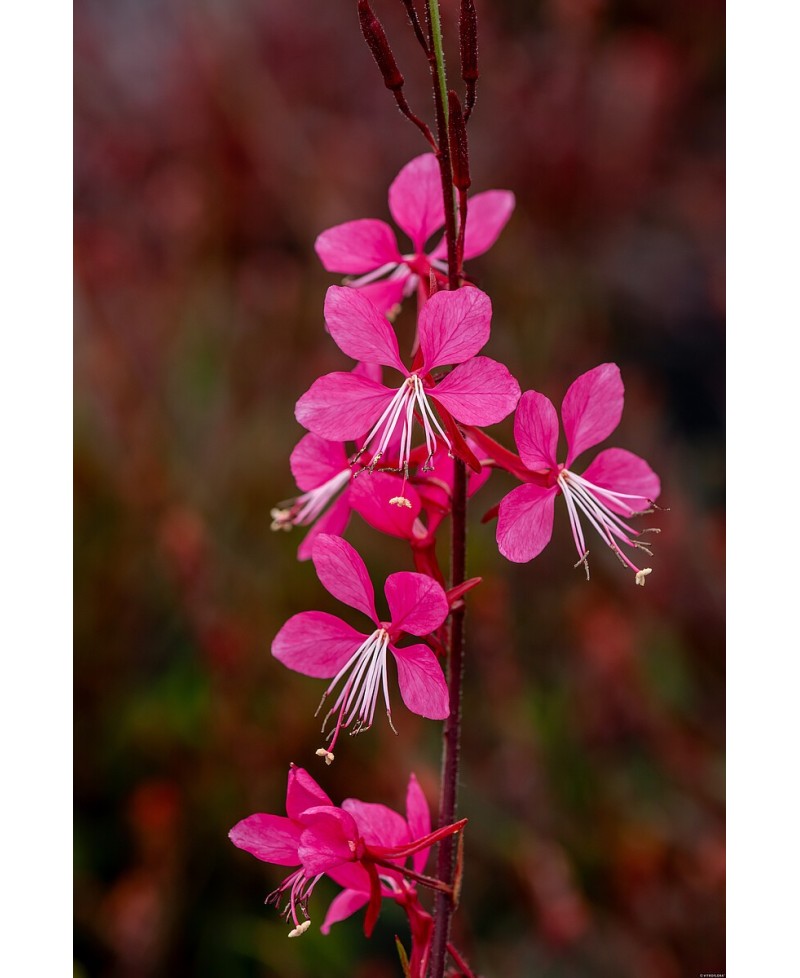 Gaura ‘Tutti Frutti’ (Gaura lindheimeri)