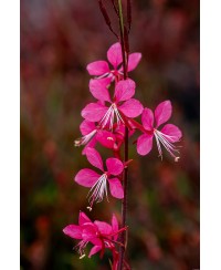 Gaura ‘Tutti Frutti’ (Gaura lindheimeri)