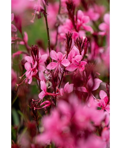 Gaura Baby Butterfly Dark Pink (Gaura lindheimeri)