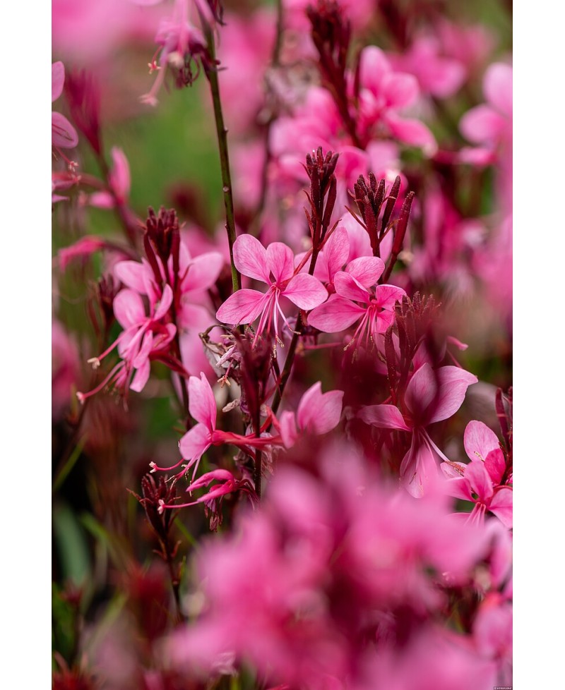 Gaura Baby Butterfly Dark Pink (Gaura lindheimeri)
