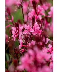 Gaura Baby Butterfly Dark Pink (Gaura lindheimeri)