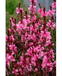 Gaura Baby Butterfly Dark Pink (Gaura lindheimeri)