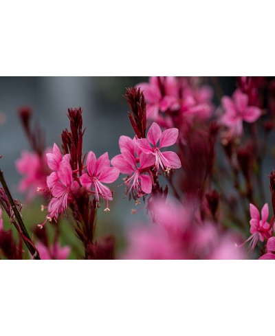 Gaura Baby Butterfly Dark Pink (Gaura lindheimeri)