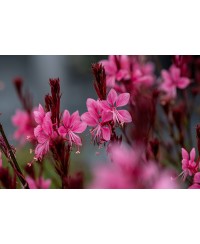 Gaura Baby Butterfly Dark Pink (Gaura lindheimeri)