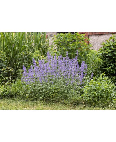 Kocimiętka ‘Summer Magic’ Nepeta