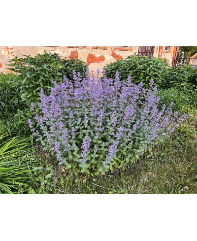 Kocimiętka ‘Summer Magic’ Nepeta