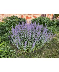 Kocimiętka ‘Summer Magic’ Nepeta