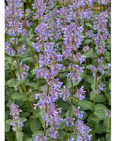 Kocimiętka ‘Summer Magic’ Nepeta