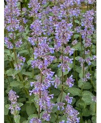 Kocimiętka ‘Summer Magic’ Nepeta