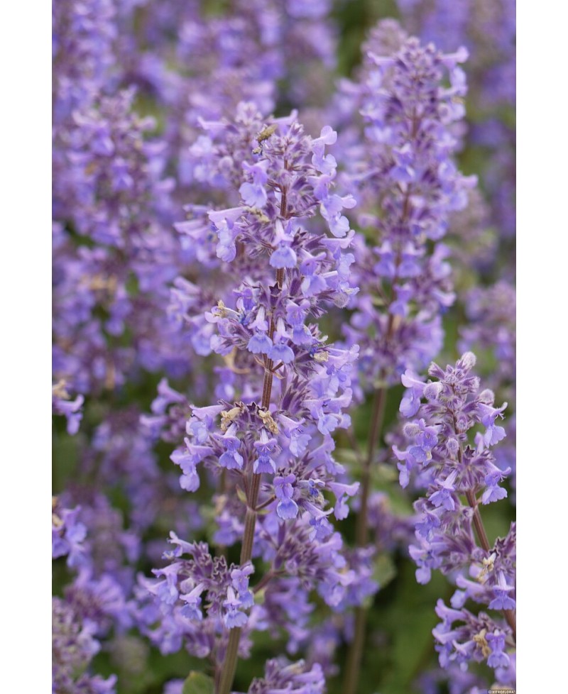 Kocimiętka ‘Summer Magic’ Nepeta