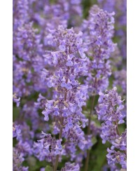 Kocimiętka ‘Summer Magic’ Nepeta