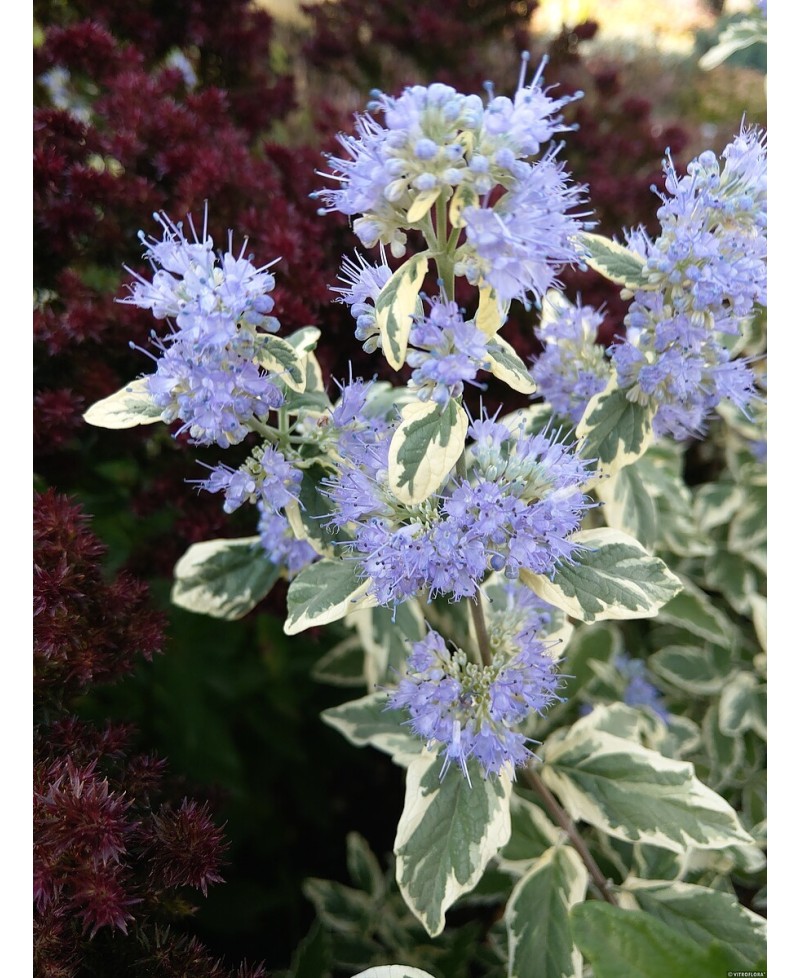 Barbula ‘White Surprise’ (Caryopteris)