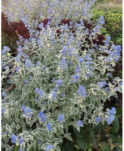 Barbula ‘White Surprise’ (Caryopteris)