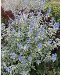 Barbula ‘White Surprise’ (Caryopteris)