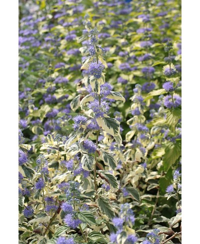 Barbula ‘White Surprise’ (Caryopteris)