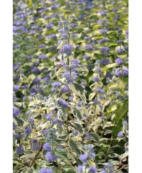 Barbula ‘White Surprise’ (Caryopteris)