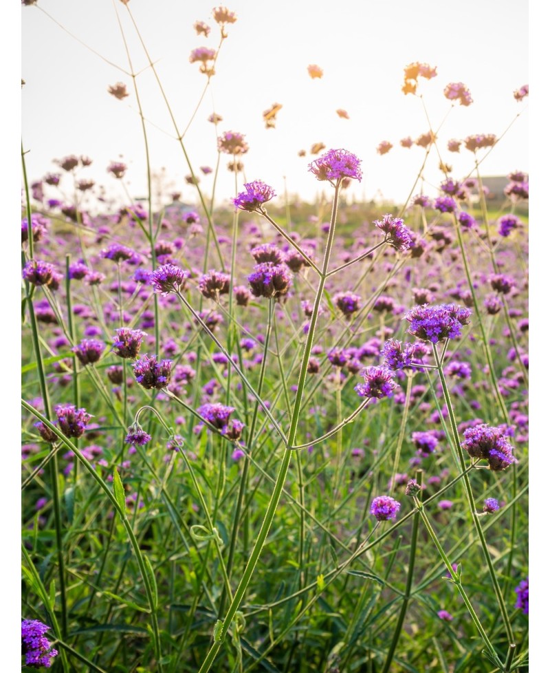 Werbena patagońska Verbena bonariensis Werbena patagońska Verbena bonariensis