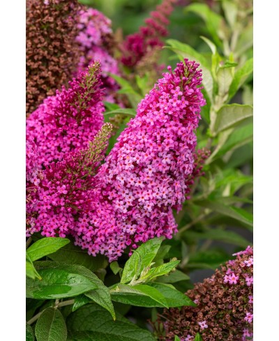 Budleja Butterfly Candy ‘Little Cerise’  (Buddleja davidii)
