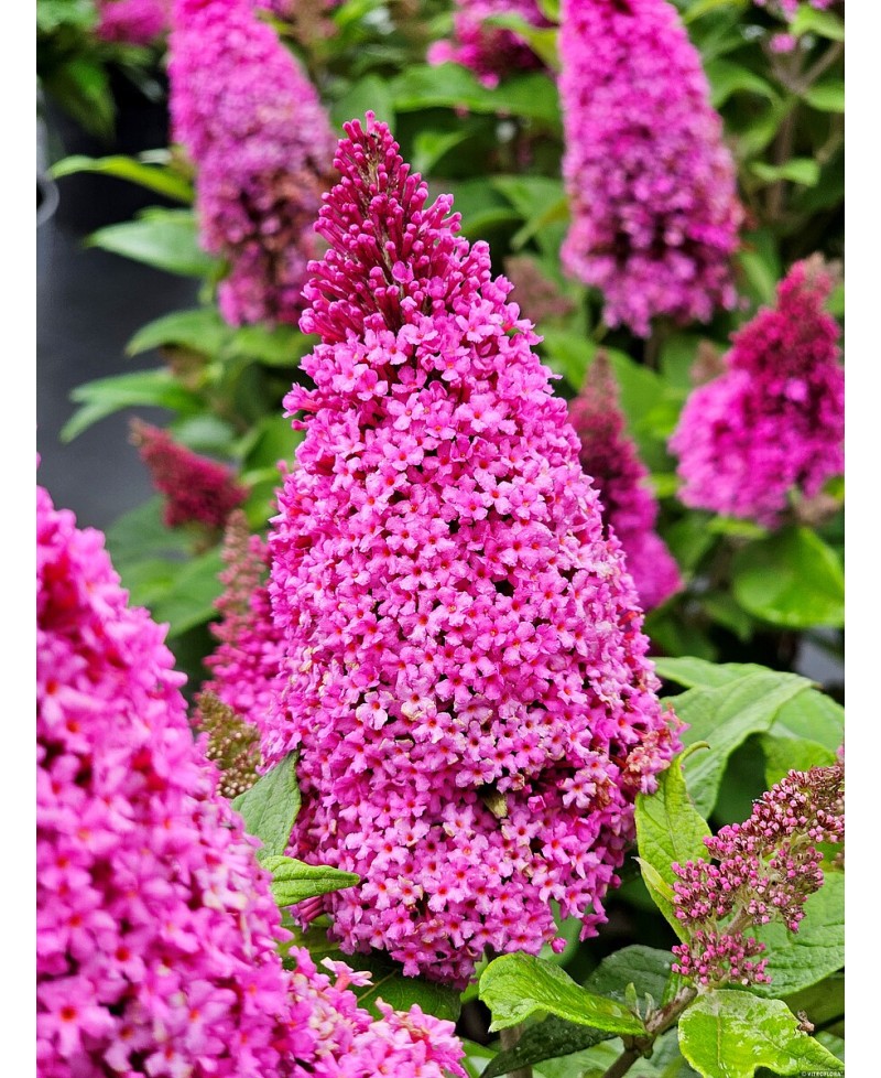 Budleja Butterfly Candy ‘Little Cerise’  (Buddleja davidii)