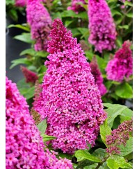 Budleja Butterfly Candy ‘Little Cerise’  (Buddleja davidii)