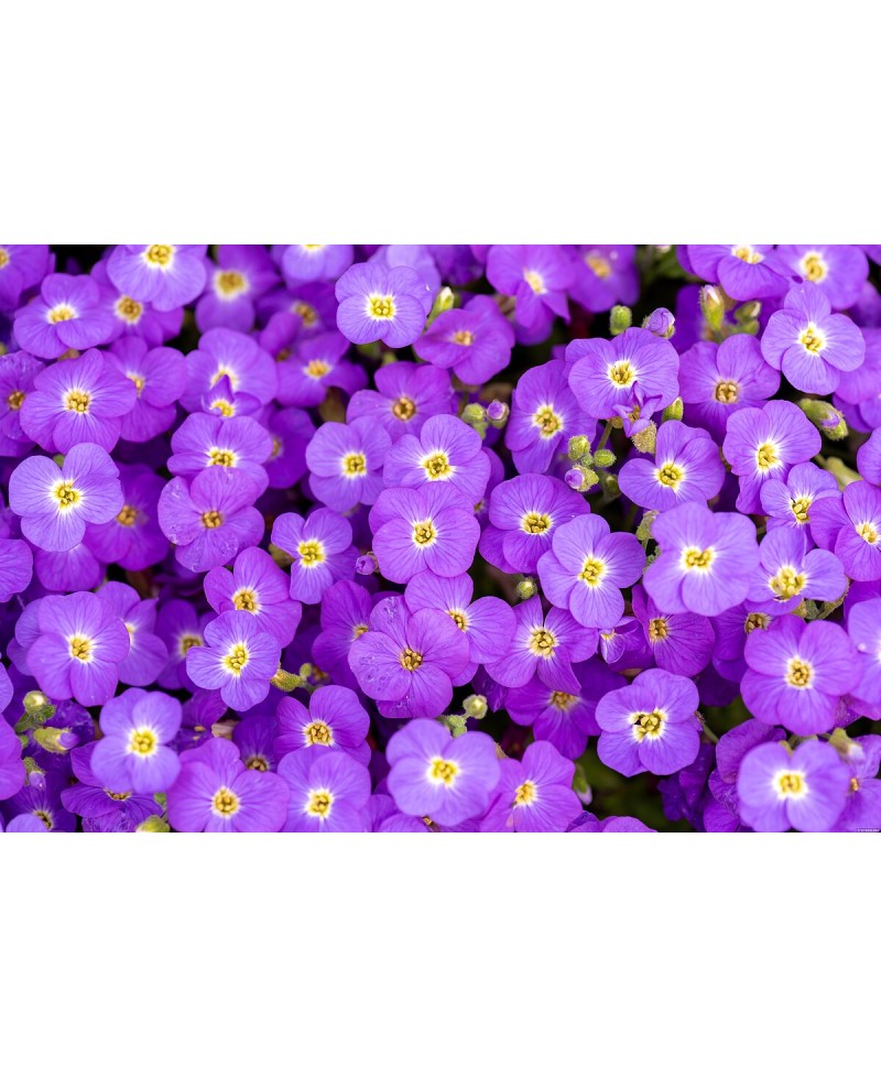 Żagwin ‘Rock On Blue’ (Aubrieta gracilis)