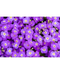 Żagwin ‘Rock On Blue’ (Aubrieta gracilis)