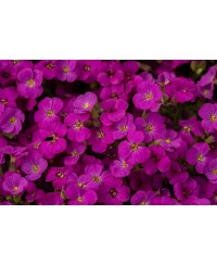 Żagwin ‘Rock On Pink’ (Aubrieta gracilis)
