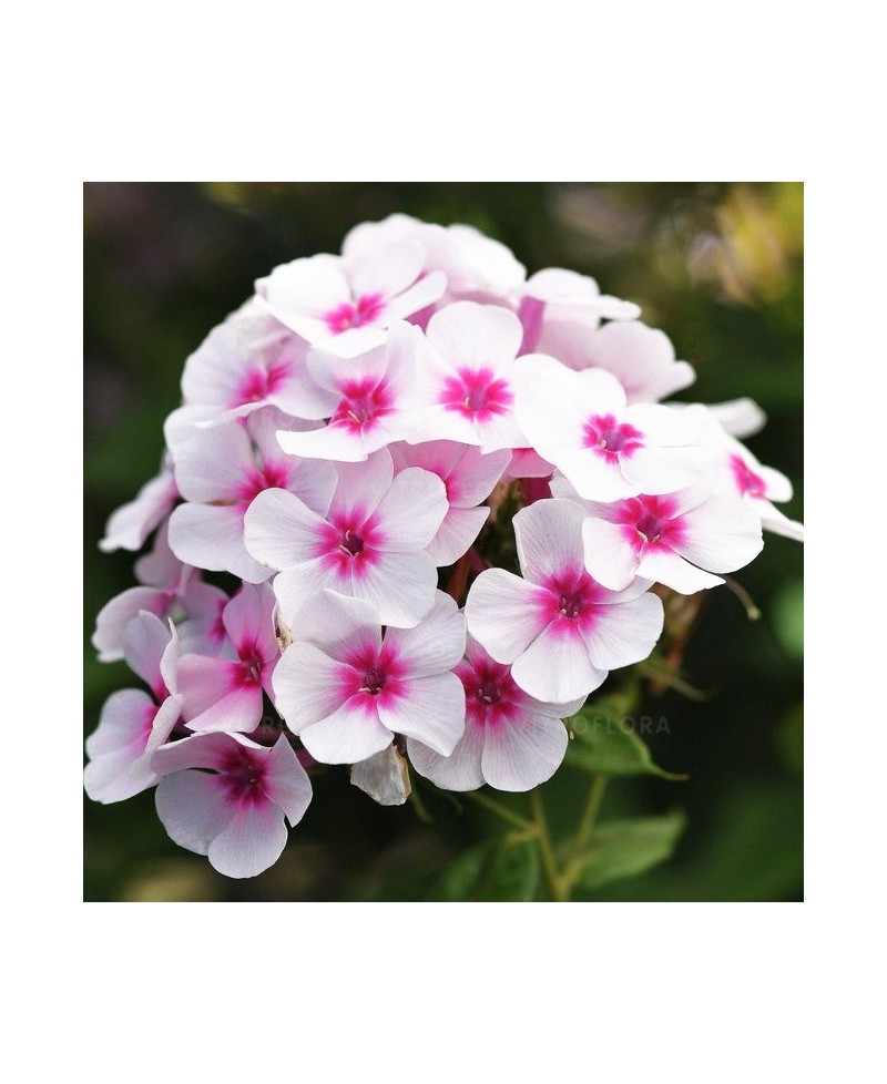 Floks ‘Flame Pro Soft Pink’ (Phlox paniculata)