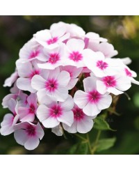 Floks ‘Flame Pro Soft Pink’ (Phlox paniculata)